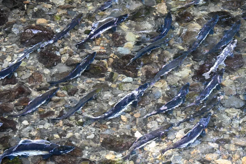 Rooted in the Land: Seven Traditional Alaskan Practices That Strengthen Mental Resilience